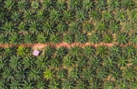 Potensi PNBP Pemutihan Sawit di Kawasan Hutan Capai Triliunan