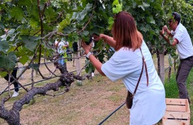 Hatten (WINE) Pelopori Agrowisata Anggur di Buleleng