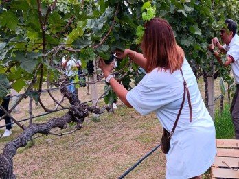 Hatten (WINE) Pelopori Agrowisata Anggur di Buleleng