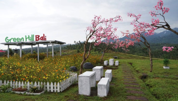 Agrowisata Green Hill Jembrana Sajikan Panorama Indah Sawah Terasering