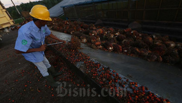 Harga Minyak Sawit Diprediksi Tembus US$1.000 di 2024, RI Cuan Banyak?