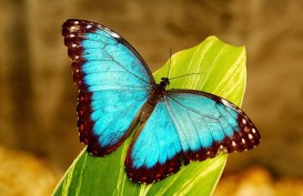 Kupu-kupu dapat Membantu Para Ilmuwan Mendeteksi Kanker