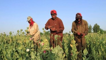 Budi daya opium di Afghanistan Anjlok Drastis, Ini Penyebabnya