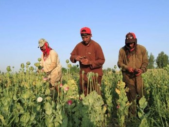Budi daya opium di Afghanistan Anjlok Drastis, Ini Penyebabnya