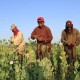 Budi daya opium di Afghanistan Anjlok Drastis, Ini Penyebabnya