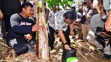 Palopo Siapkan Lahan 48 Hektare untuk Budi Daya Pisang