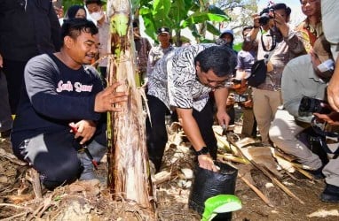 Palopo Siapkan Lahan 48 Hektare untuk Budi Daya Pisang