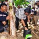 Palopo Siapkan Lahan 48 Hektare untuk Budi Daya Pisang