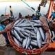 Ajaib, 13 Manfaat Makan Ikan Bagi Kesehatan