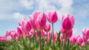 7 Arti Bunga Tulip Berdasarkan Warnanya dan Filosofinya