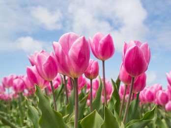 7 Arti Bunga Tulip Berdasarkan Warnanya dan Filosofinya