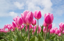7 Arti Bunga Tulip Berdasarkan Warnanya dan Filosofinya