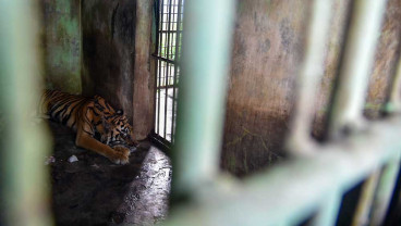Medan Zoo di Sumatra Utara Terbengkalai, Koleksi Hewan Semakin Berkurang