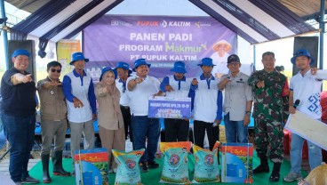 Dorong Kemandirian Petani, Program Makmur Pupuk Kaltim Dongkrak Hasil Padi Pinrang hingga 9,1 Ton Per Hektare