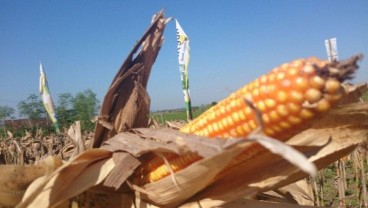 Produksi Jagung RI Ditargetkan Capai 16 Juta Ton di 2024