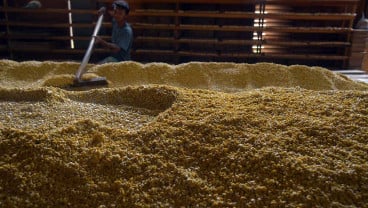 Harga Kedelai Impor Terus Naik Menembus Rp12.800 Per Kilogram