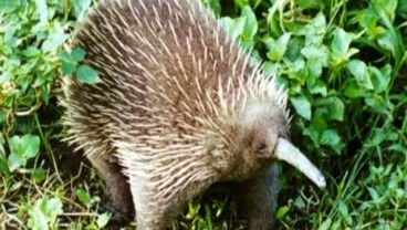 Diduga Telah Punah, Spesies Echidna atau Landak Paruh Panjang Ditemukan di Papua