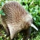 Diduga Telah Punah, Spesies Echidna atau Landak Paruh Panjang Ditemukan di Papua