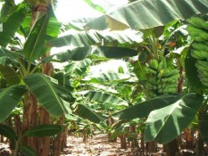 Sidrap Siapkan 1.500 Hektare Lahan untuk Budi Daya Pisang