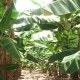 Sidrap Siapkan 1.500 Hektare Lahan untuk Budi Daya Pisang