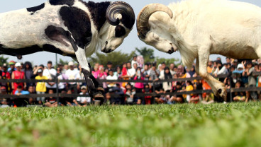 Festival Adu Ketangkasan Domba Garut