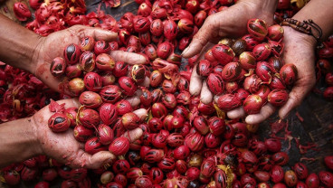 Menjaga Jaya Rempah-rempah Pala