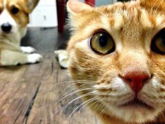 CEK FAKTA: Viral 20 Makanan Kucing dan Anjing Kena Seruan Boikot karena Diduga Produk Israel