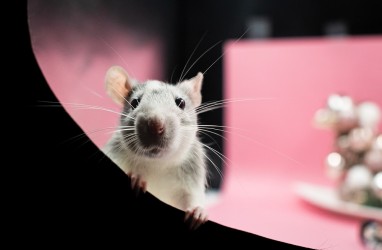 19 Cara Alami Mengusir Tikus di Rumah Tanpa Pakai Racun dan Ampuh