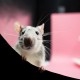 19 Cara Alami Mengusir Tikus di Rumah Tanpa Pakai Racun dan Ampuh