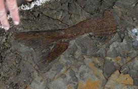 Fosil Ikan Pemakan Daging Berusia 160 Juta Tahun Ditemukan di China