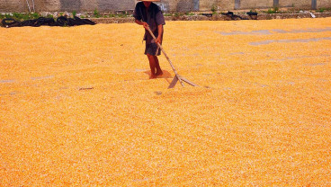 Kementan Targetkan Produksi Jagung Pada 2024 Mencapai 16 Juta Ton