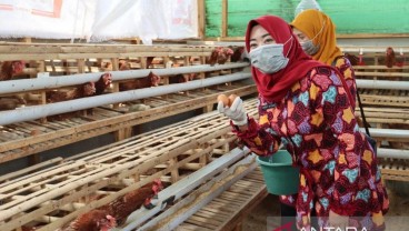 Pemkot Pekalongan Bikin Percontohan Ternak Ayam untuk Gizi