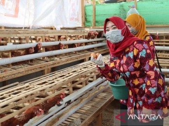 Pemkot Pekalongan Bikin Percontohan Ternak Ayam untuk Gizi