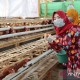 Pemkot Pekalongan Bikin Percontohan Ternak Ayam untuk Gizi