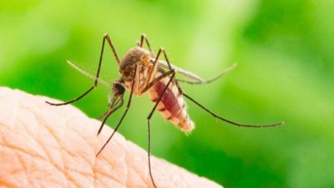 Gejala dan Penyebab Radang Otak Japanese Encephalitis, Bisa Sebabkan Kematian