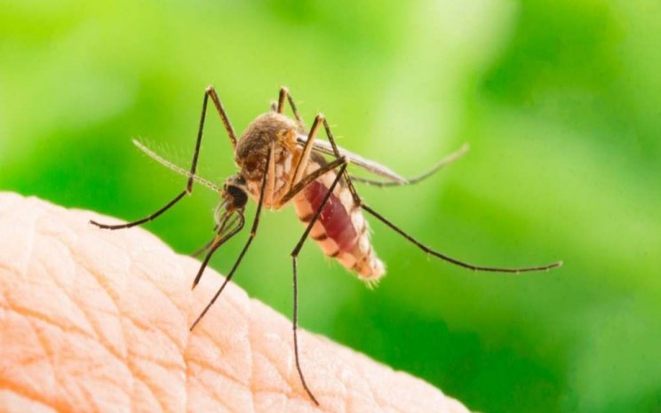 Nyamuk penyebab radang otak Japanese Encephalitis