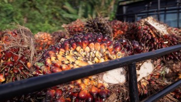 Harga TBS Kelapa Sawit Kaltim Kembali Naik