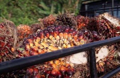 Harga TBS Kelapa Sawit Kaltim Kembali Naik