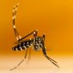 Kemenkes Siapkan Tempat Kembang Biak Nyamuk Wolbachia di Jakbar