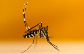 Kemenkes Siapkan Tempat Kembang Biak Nyamuk Wolbachia di Jakbar