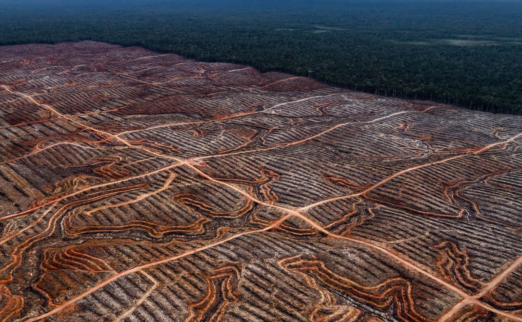 Deforestasi Melambat, Pendanaan Transisi Energi Jadi Tantangan