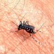 Apakah Nyamuk Wolbachia Bisa Menimbulkan Penyakit Baru?