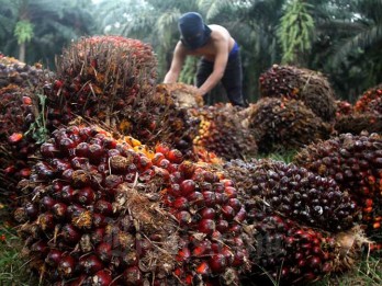 Sinar Mas Siapkan Jurus Hadapi Aturan Ketat Antideforestasi Eropa