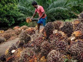 Siasat Aceh Dongkrak Penjualan Minyak Sawit Berkelanjutan ke Pasar Global