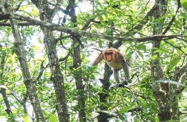 Kerja Sama Adaro dan BKSDA Kalsel Kerek Populasi Bekantan