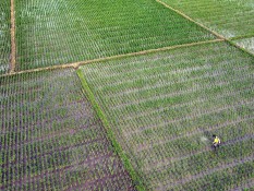 Bukan Food Estate, Anies Akan Bangun Contract Farming pada Sektor Pangan