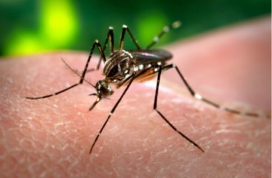 Pro-Kontra Teknologi Nyamuk Wolbachia, Apa Kata Pakar dan Kemenkes?