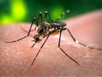 Pro-Kontra Teknologi Nyamuk Wolbachia, Apa Kata Pakar dan Kemenkes?