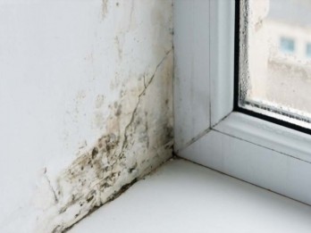 Dinding Rumah Anda Menghitam Karena Jamur? Ini Bahayanya untuk Kesehatan