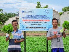 Jelajah UMKM: Konsistensi Produksi Sayuran Gapoktan Indah Berbuah Hingga Miliaran Rupiah